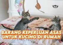 Barang Keperluan Asas untuk Kucing Baru di Rumah