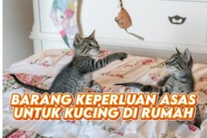Barang Keperluan Asas untuk Kucing Baru di Rumah