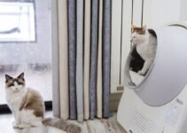 Cara Pilih Litter Box Kucing yang Sesuai untuk Rumah Anda
