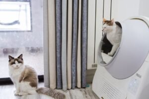 Cara Pilih Litter Box Kucing yang Sesuai untuk Rumah Anda