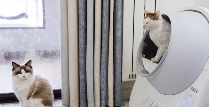 cat-getting-out-from-litterbox