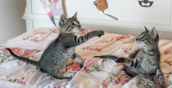 kitten-playing