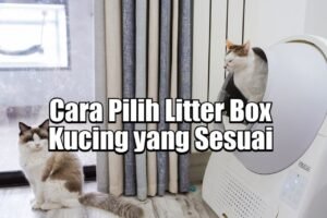 Cara Pilih Litter Box Kucing yang Sesuai untuk Rumah Anda